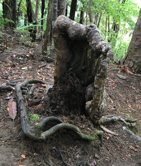 This tree stump in New Zealand is very much alive.